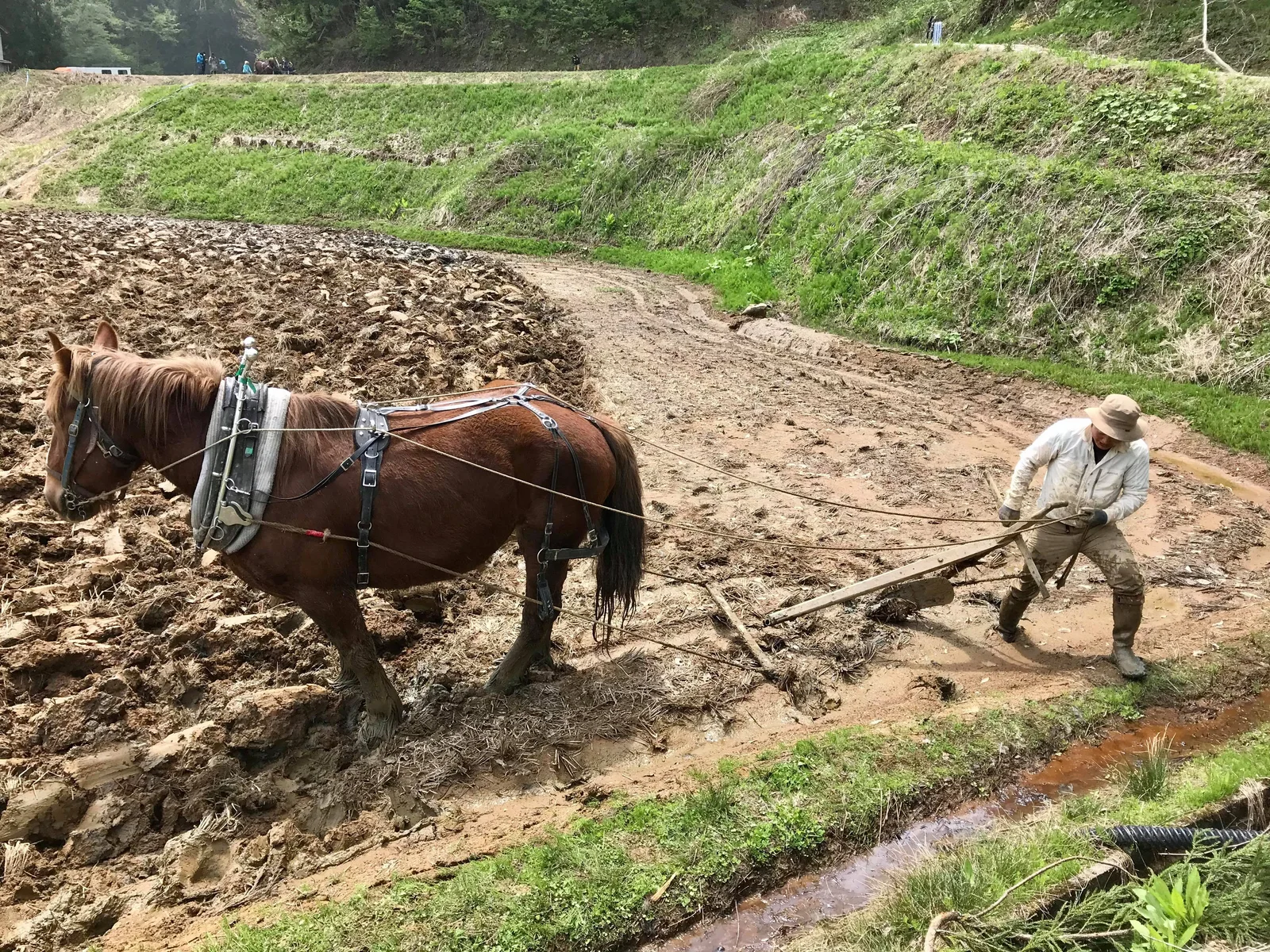農耕馬による馬耕