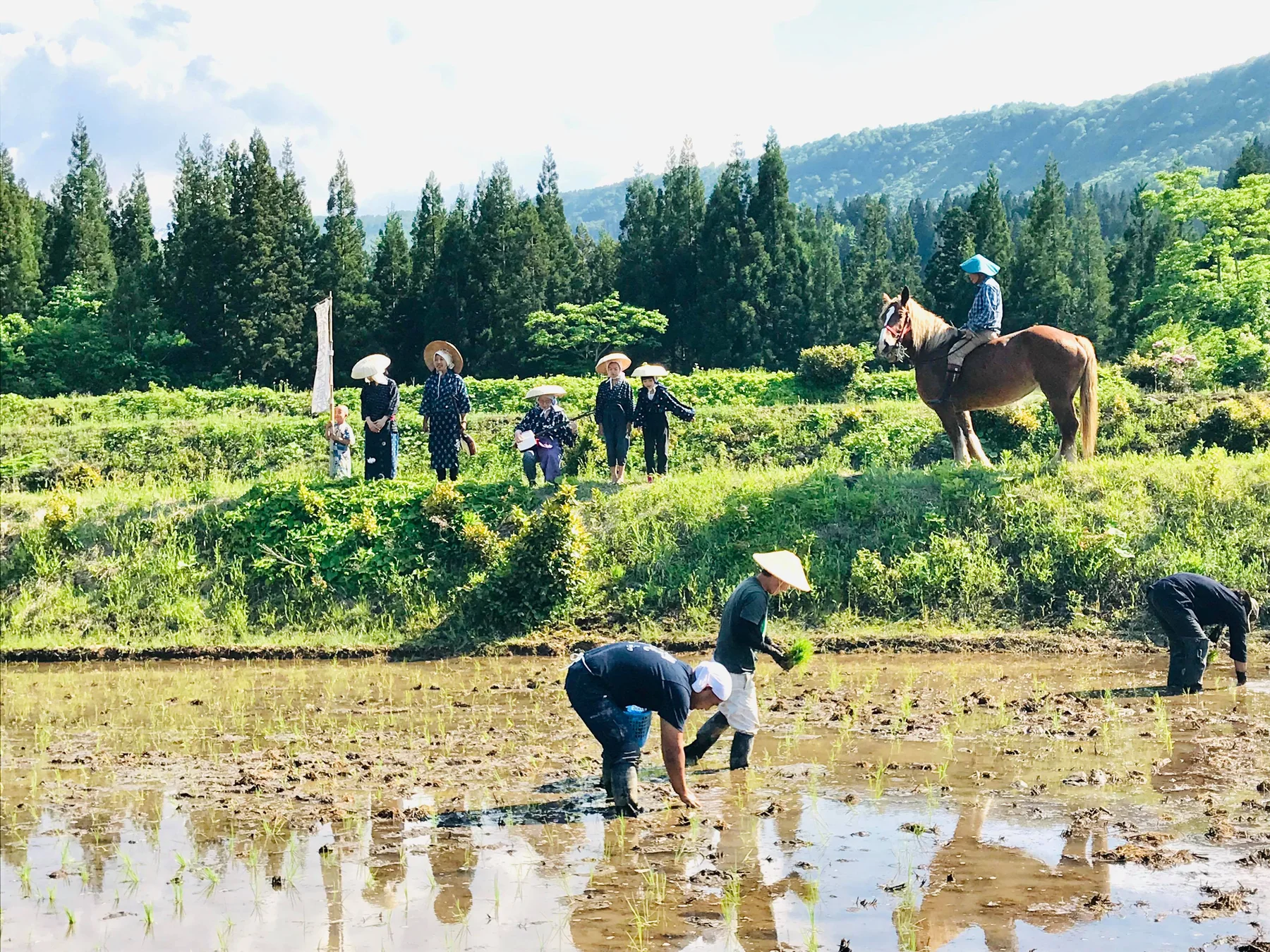 田畑を見守る農耕馬