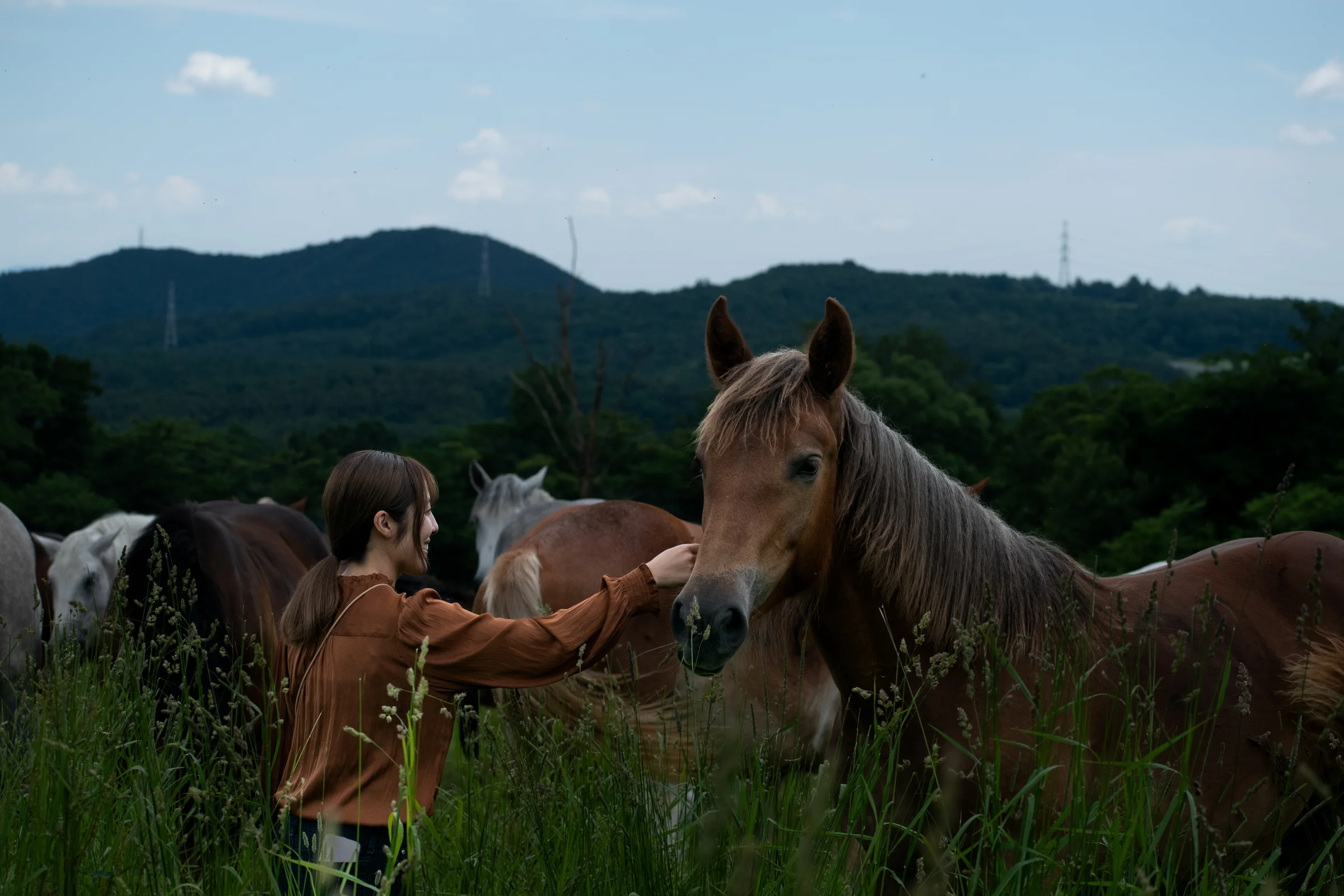 放牧地で馬にふれる人